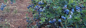 blueberries galore!